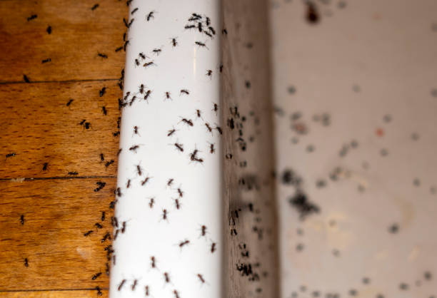 Best Pest Control Near Me  in Washington, KS